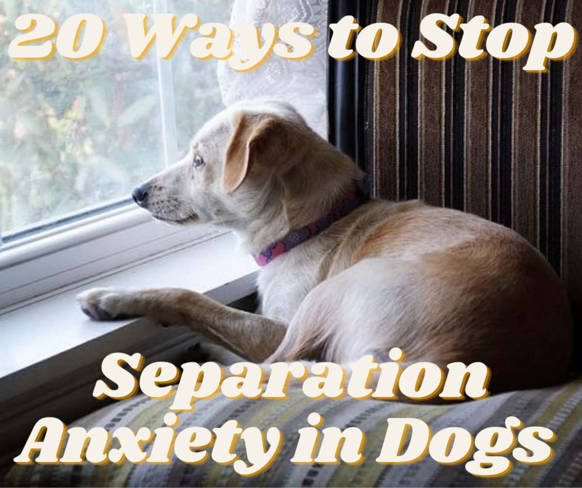 20 Tips to Potentially Stop Separation Anxiety in Dogs
