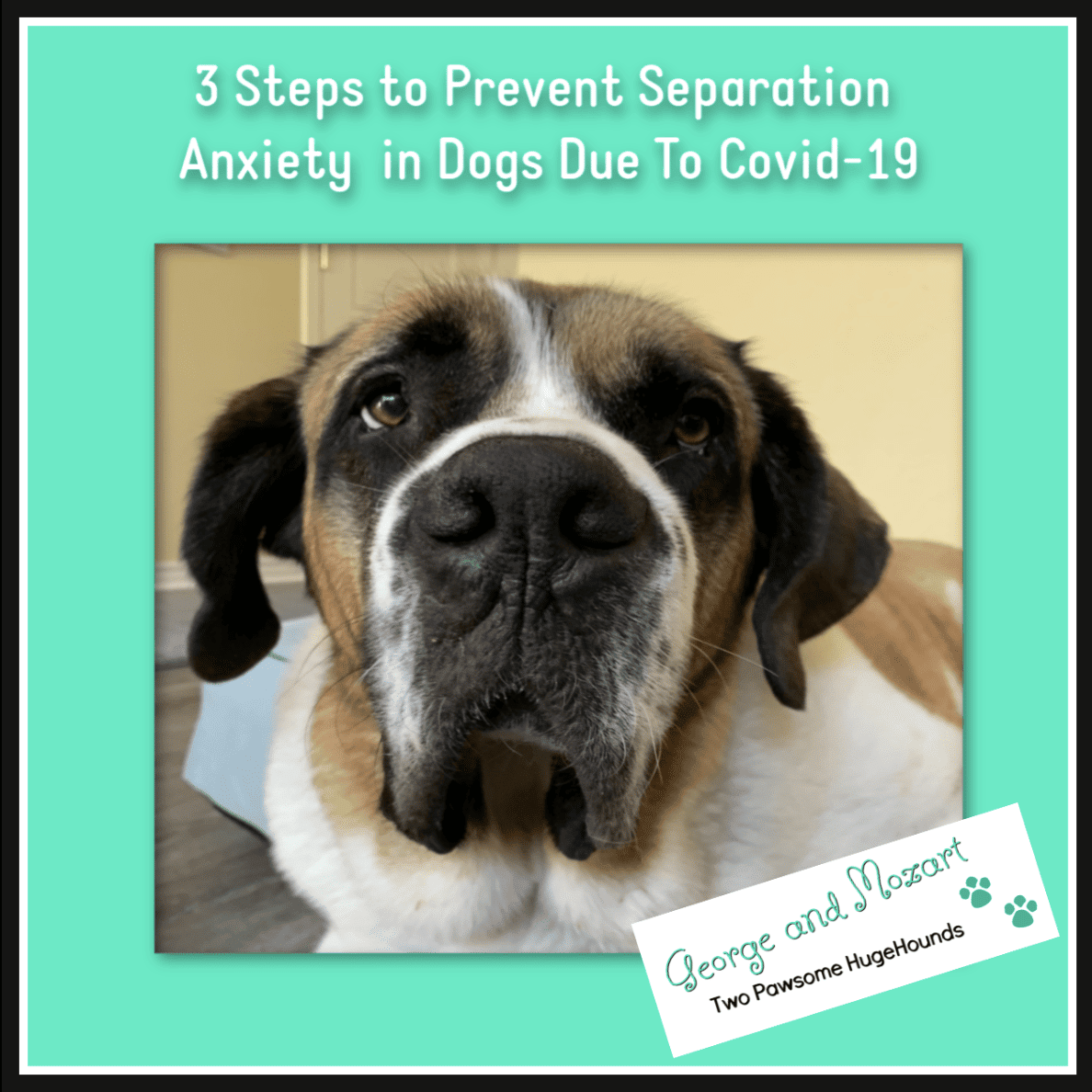 3 Steps to Prevent Separation Anxiety in Dogs Due to Covid