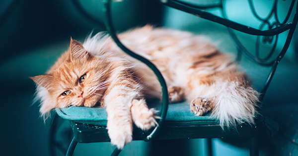 4 Signs Your Cat Might Have Separation Anxiety