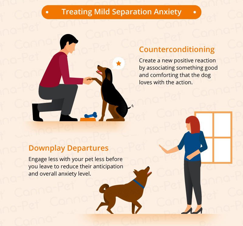 Anxiety: Separation Anxiety In Dogs