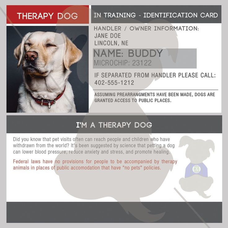 Anxiety Service Dog Training Uk