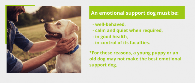 Can I Get an Emotional Support Dog for Anxiety ...