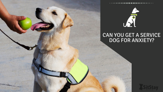 Can You Get a Service Dog for Anxiety?