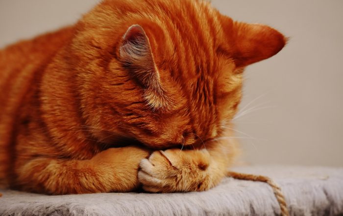Cat Anxiety &  Natural Remedies: A Comprehensive Guide