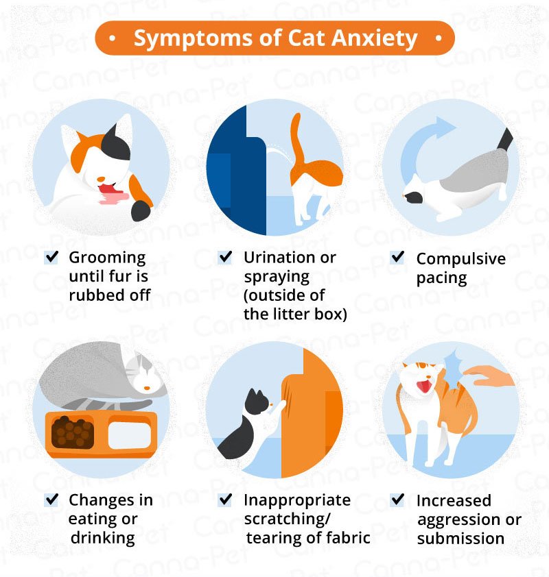 Cat Anxiety &  Natural Remedies: A Comprehensive Guide ...