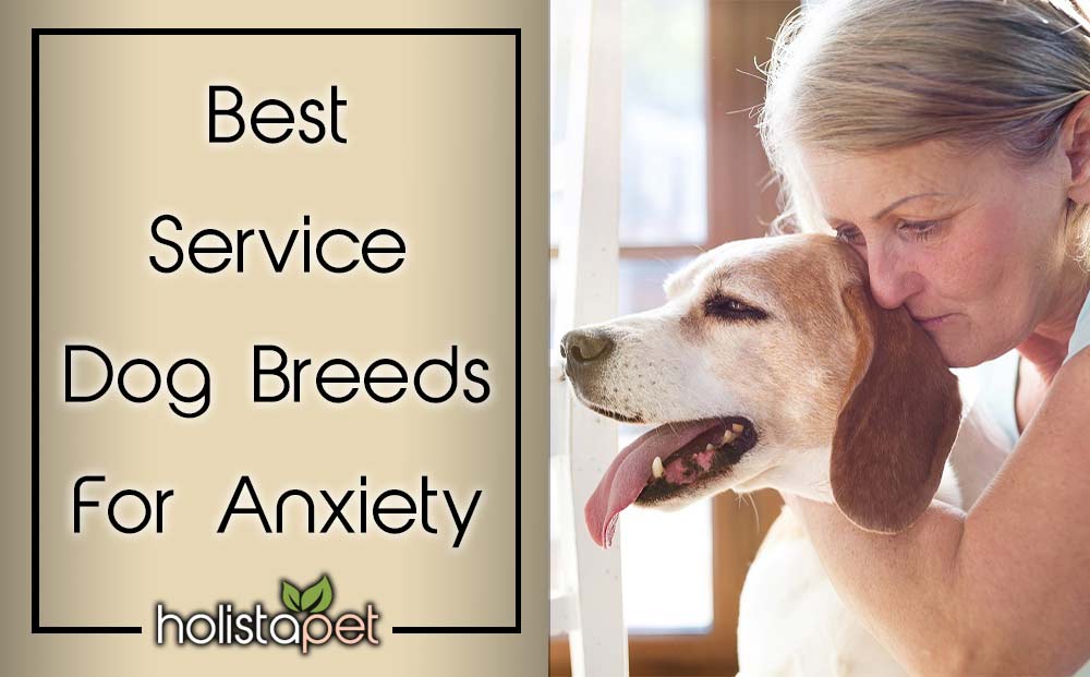 Cat &  Dog Anxiety Guide