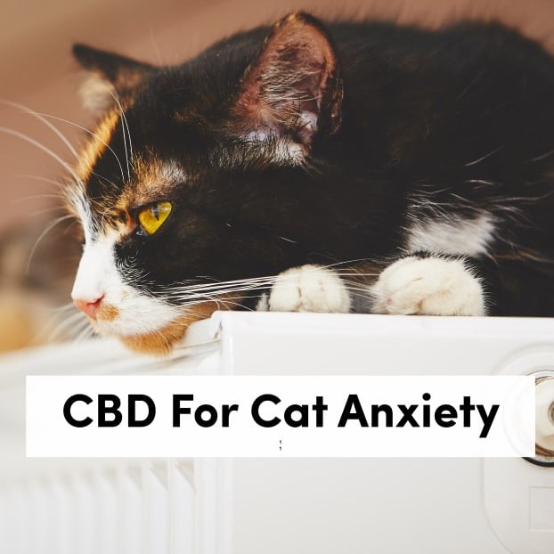CBD For Cat Anxiety â Can it Help Your Cat Feel Better?