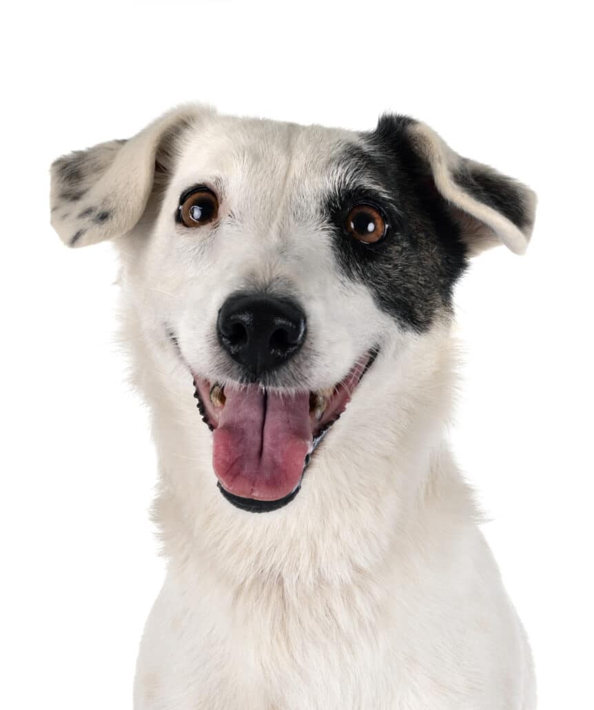 CBD Oil for Jack Russells  Is it Actually Effective?