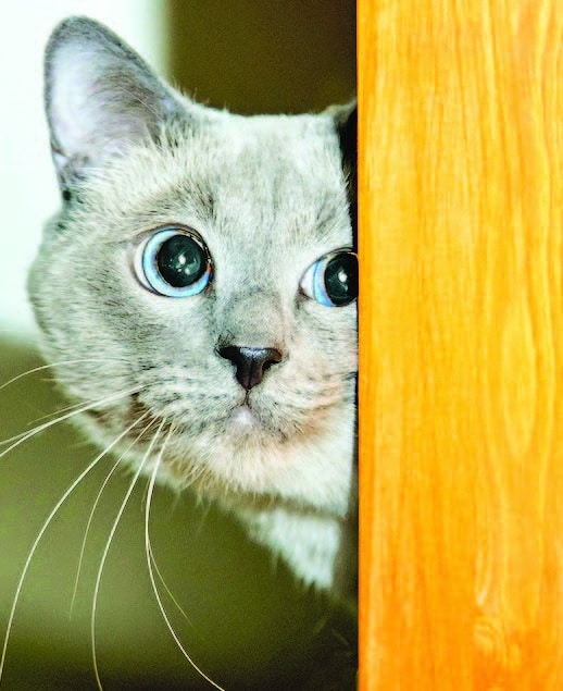Clingy cats: Dealing with separation anxiety in felines  Animal Scene ...