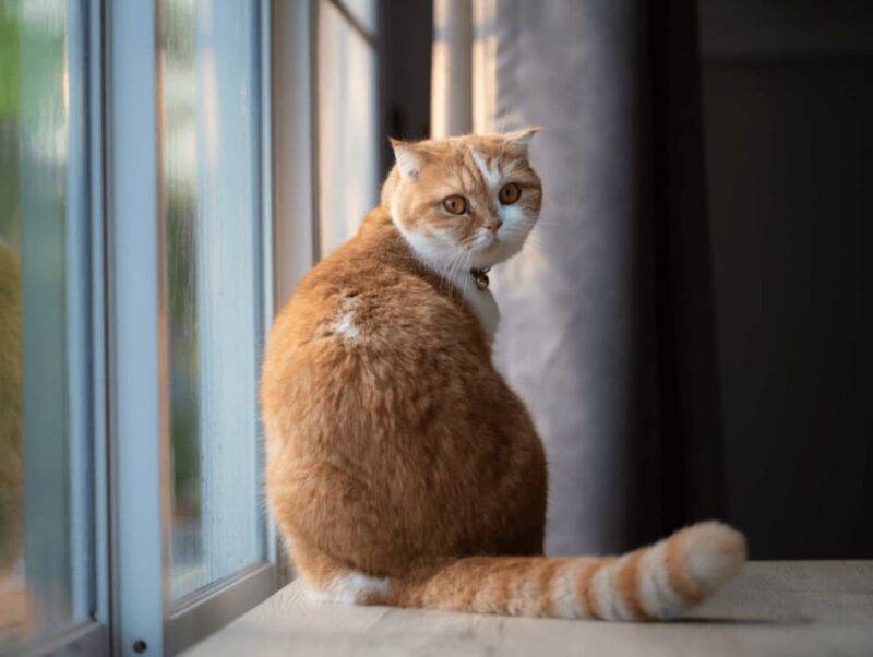 Do Cats Get Separation Anxiety?