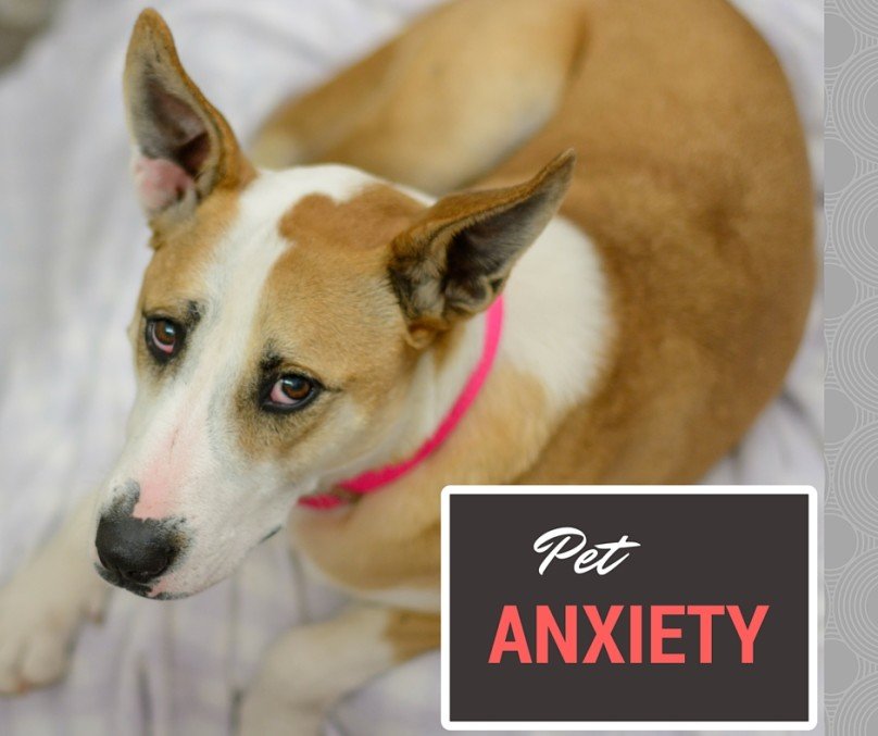 Does Your Pet Show These Top Signs of Fear and Anxiety?