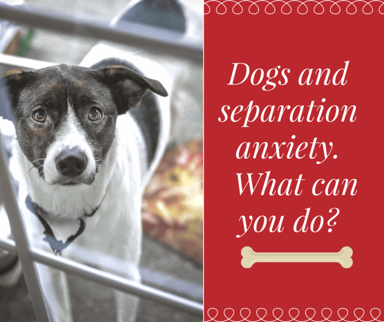 Dog and Separation anxiety, what can you do? Stressed dog, help dog ...