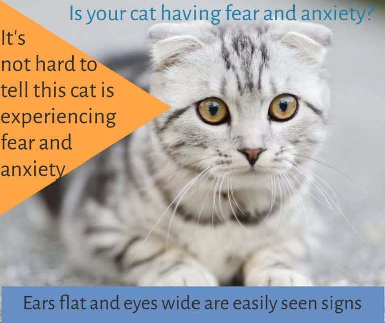 Fear and Anxiety in Your Cat  VIP Animal Care