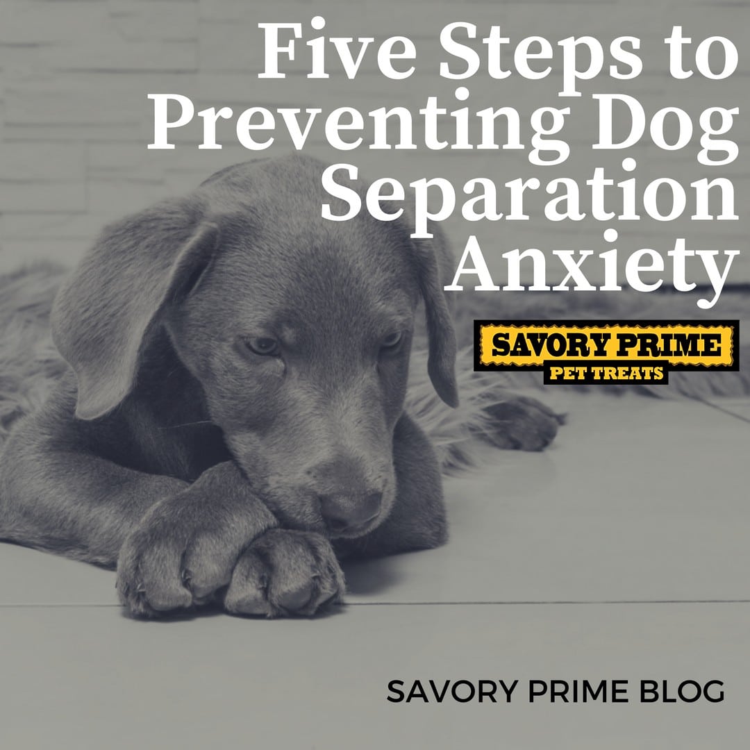 Five Steps to Preventing Dog Separation Anxiety