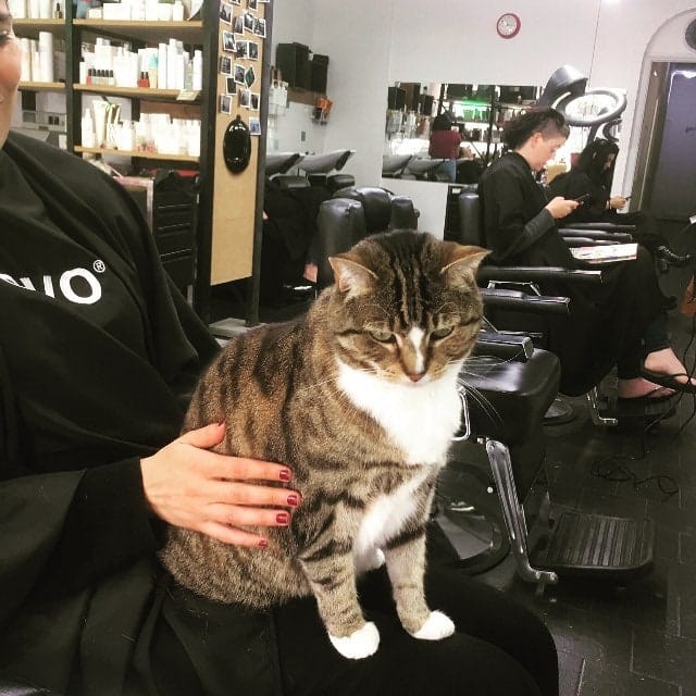 Hair Salon Offers Rescue Cat to Help Customers Cope With Anxiety