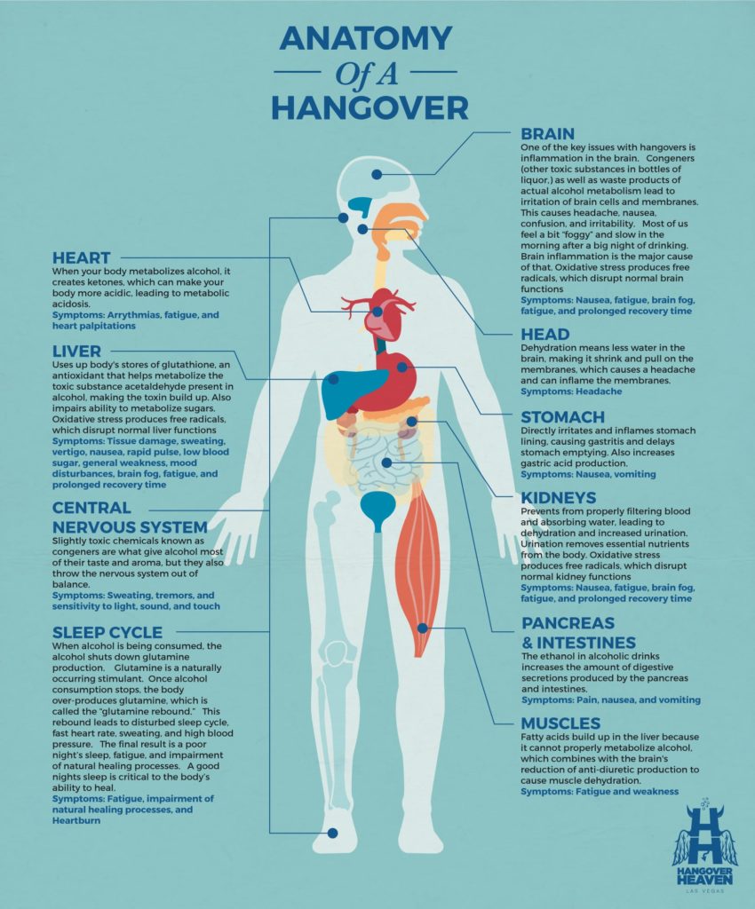 hangover human organ