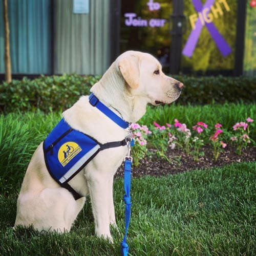 How Do I Get My Dog Trained As A Service Dog?