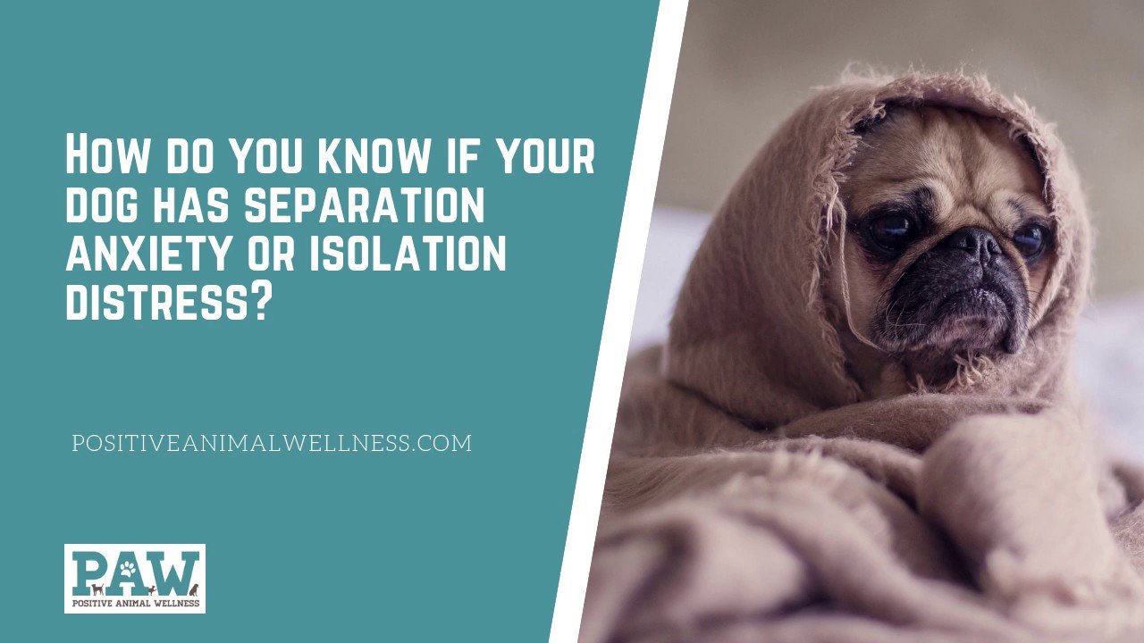 How Do You Know if Your Dog has Separation Anxiety or Isolation ...
