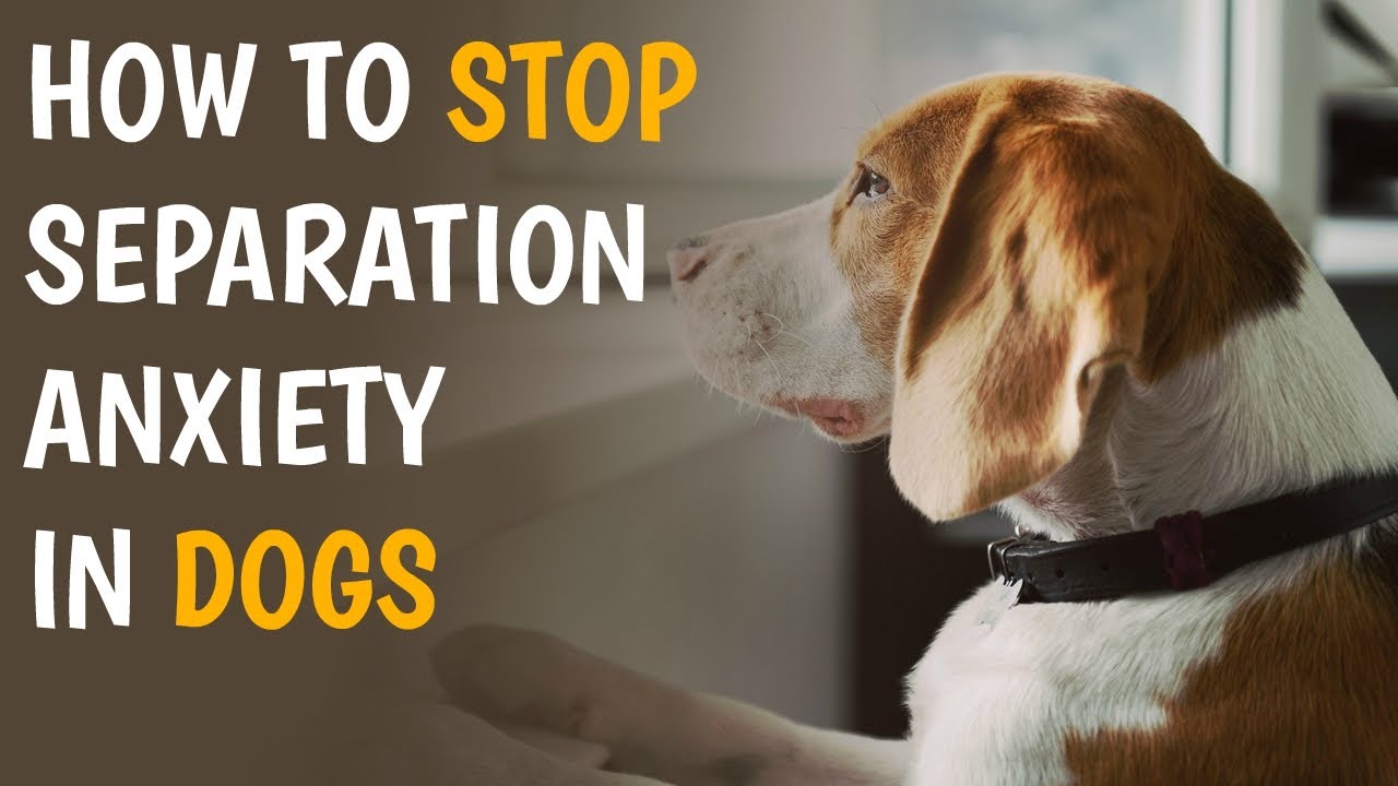 How Do You Stop Separation Anxiety In Dogs