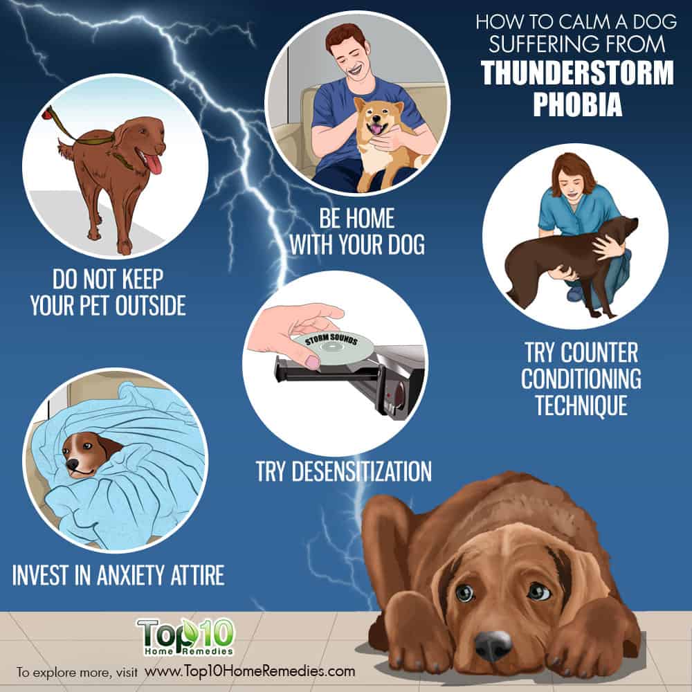 How to Calm a Dog Suffering From Thunderstorm Phobia