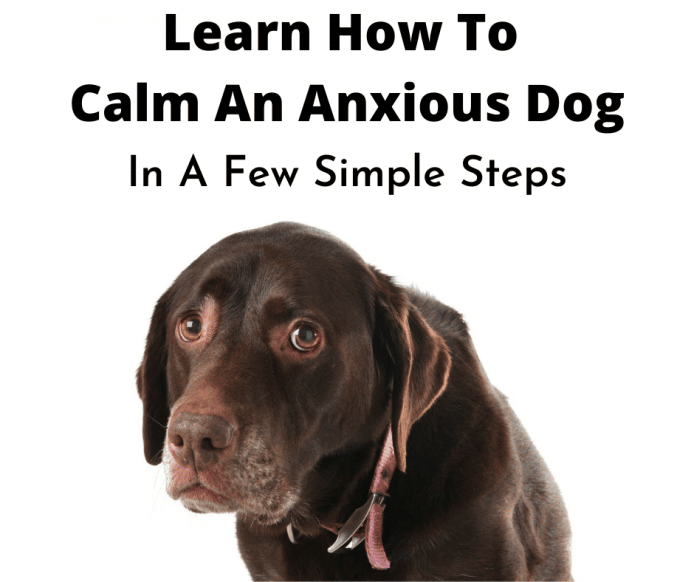 How To Calm An Anxious Dog? (2021 Expert Guide)