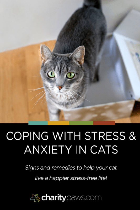 How to Cope with Stress and Anxiety in Cats