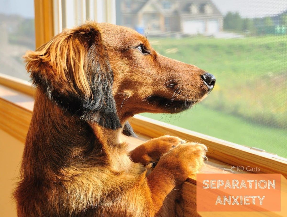 How to Deal with Separation Anxiety in Dogs Post COVID