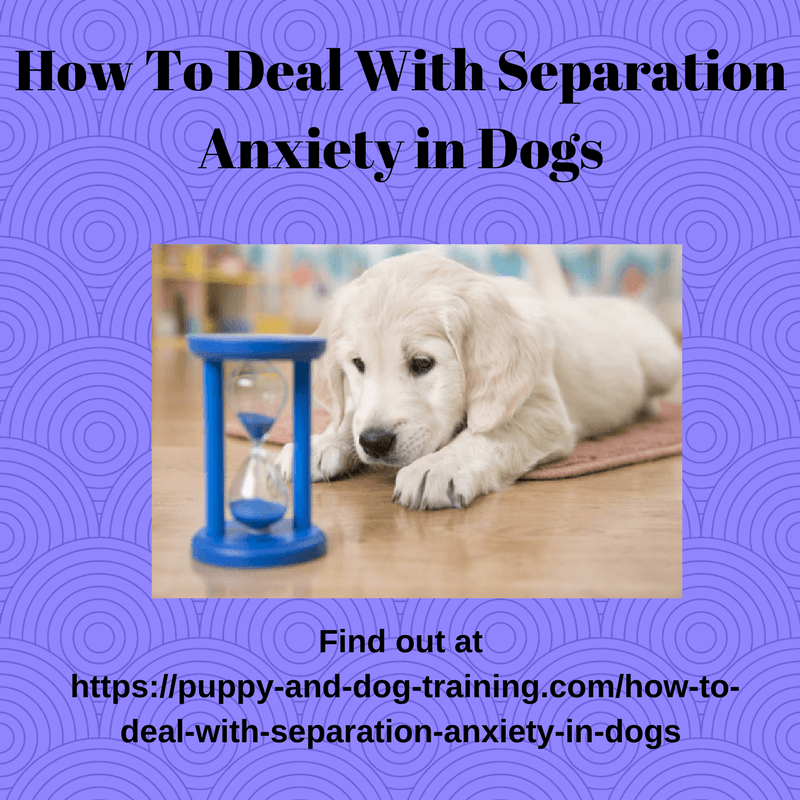 How To Deal With Separation Anxiety in Dogs  Puppy and ...