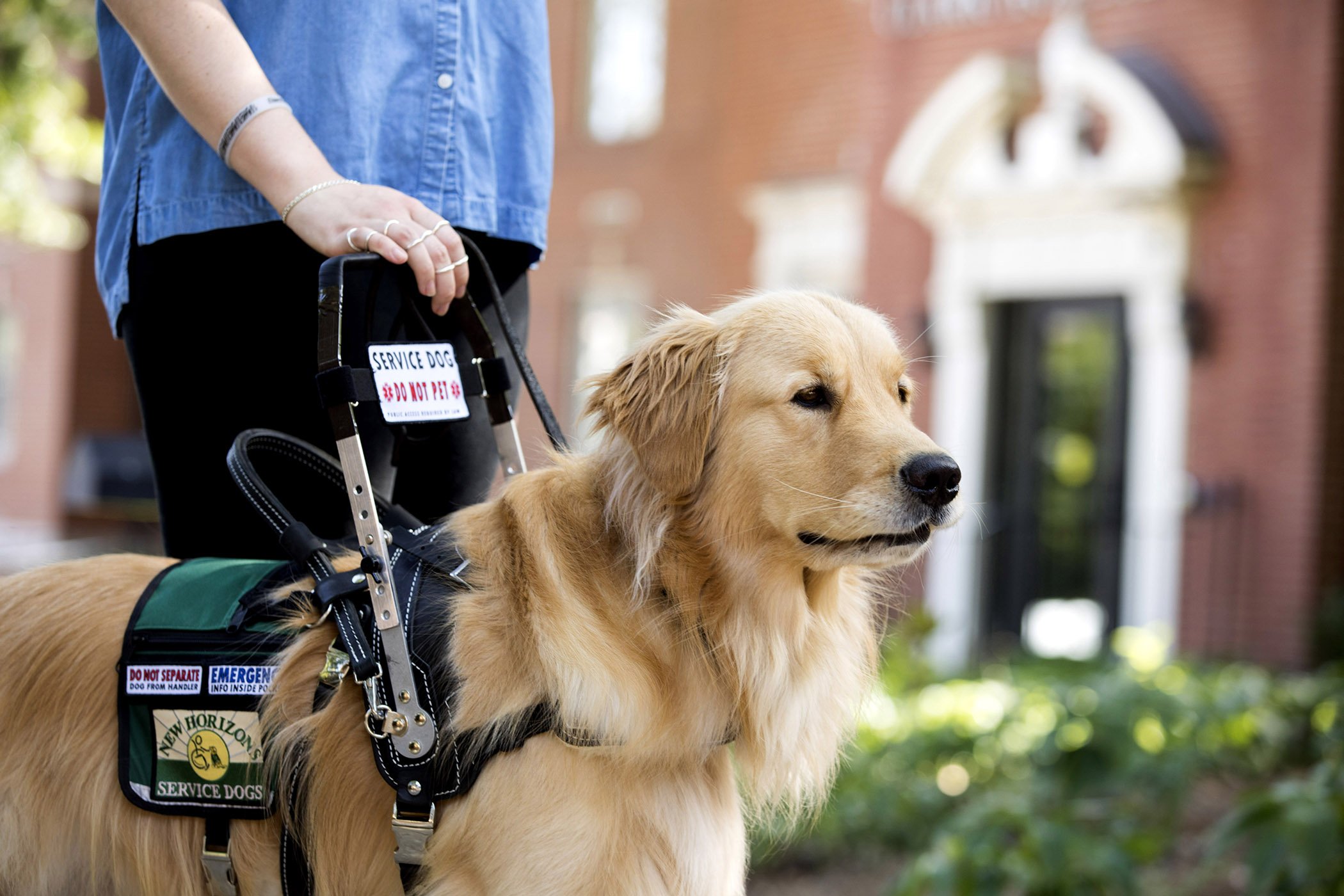 How to get a service dog for anxiety