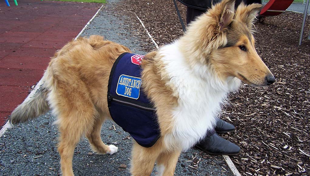 How to Get a Service Dog for Anxiety or Depression (And the Costs Of It)