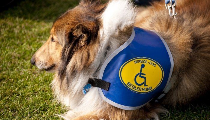 How to Get a Service Dog for Anxiety or Depression &  the Costs of It