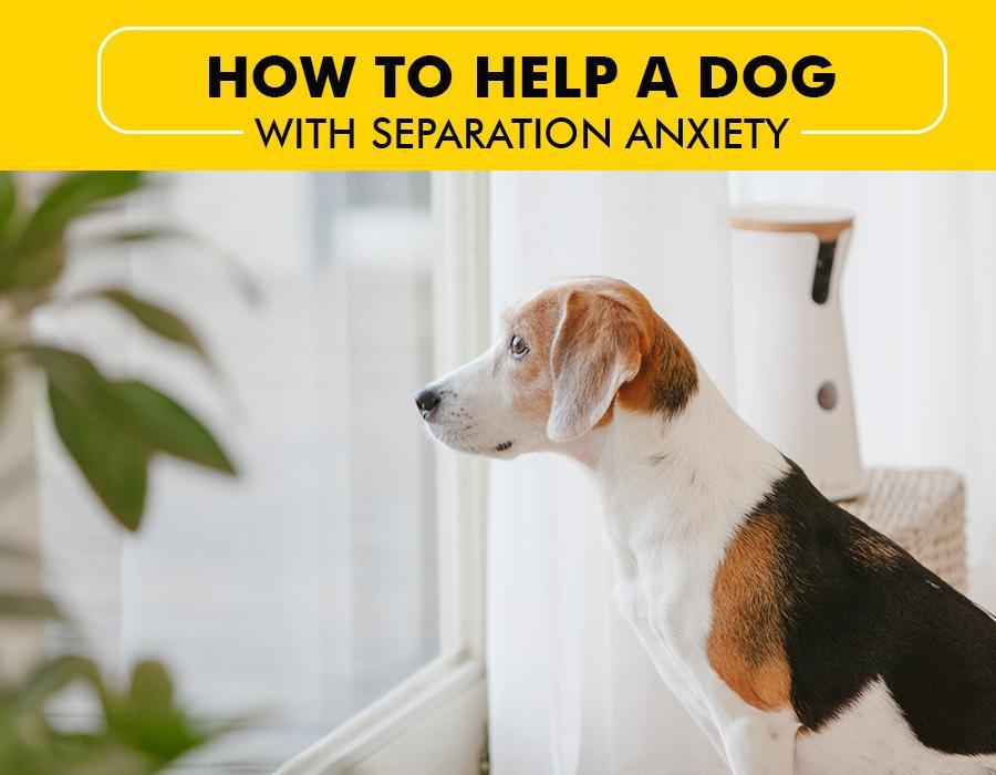 How to Help a Dog With Separation Anxiety