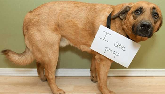 How To Help A Dog With Separation Anxiety: The Ultimate Guide