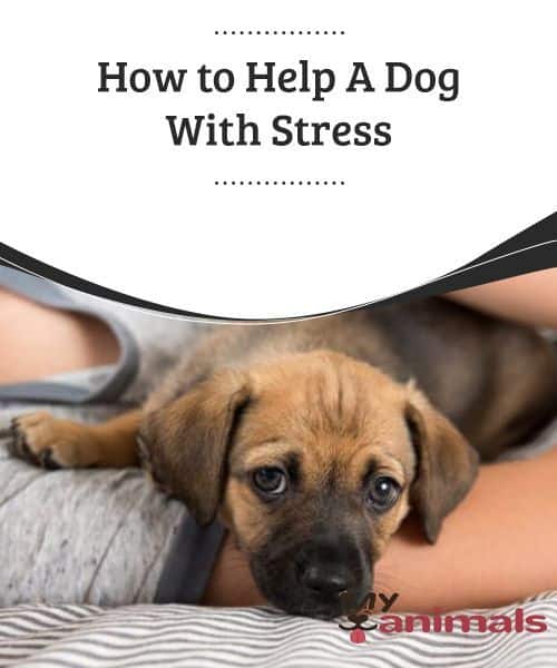How to Help A Dog With Stress Dogs can reach excessive levels of ...