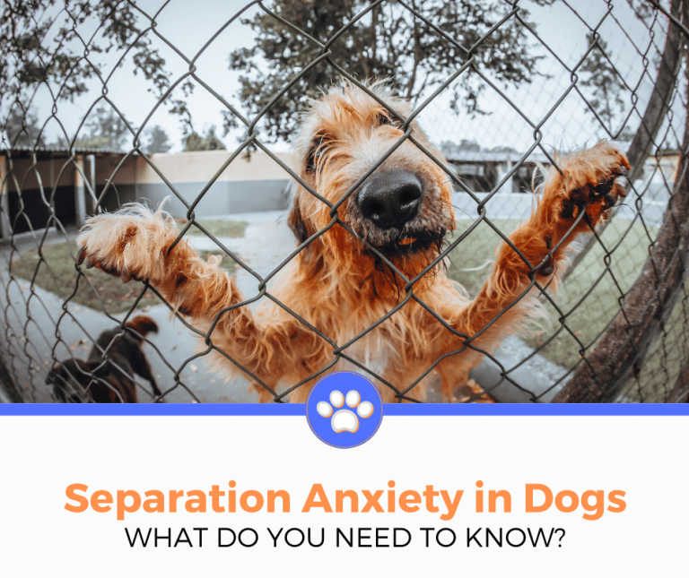 How to Help with Separation Anxiety In Dogs â Best Dog Digest