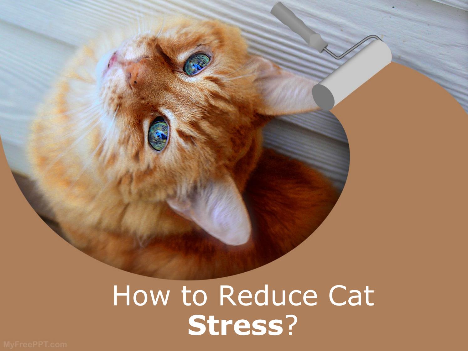 How to Reduce Cat Stress? by relaxmycat