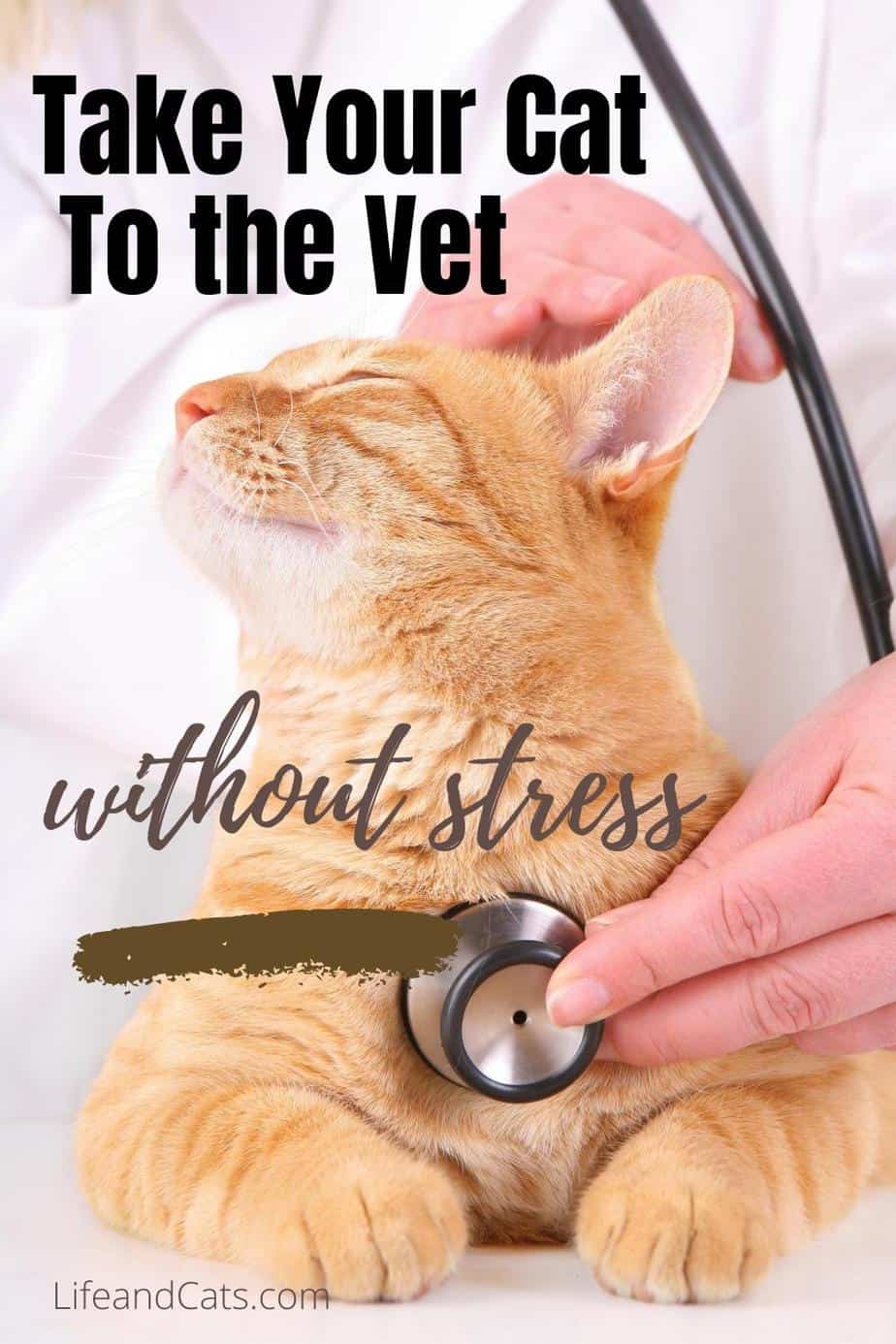 How to Reduce Stress at the Vet