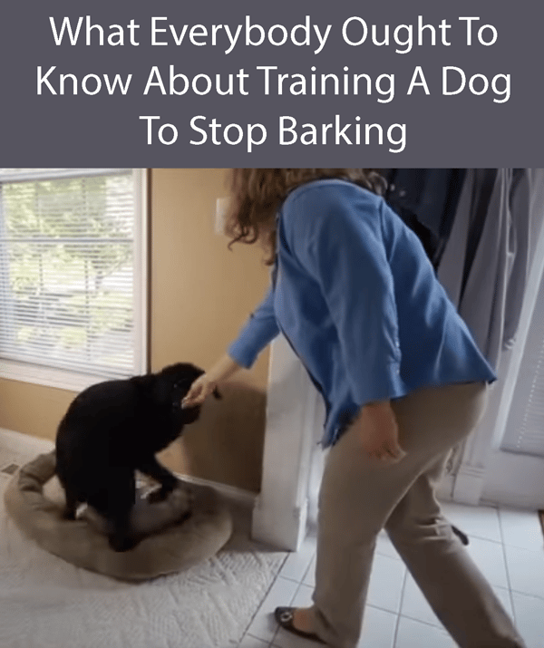 How To Stop A Dog From Barking