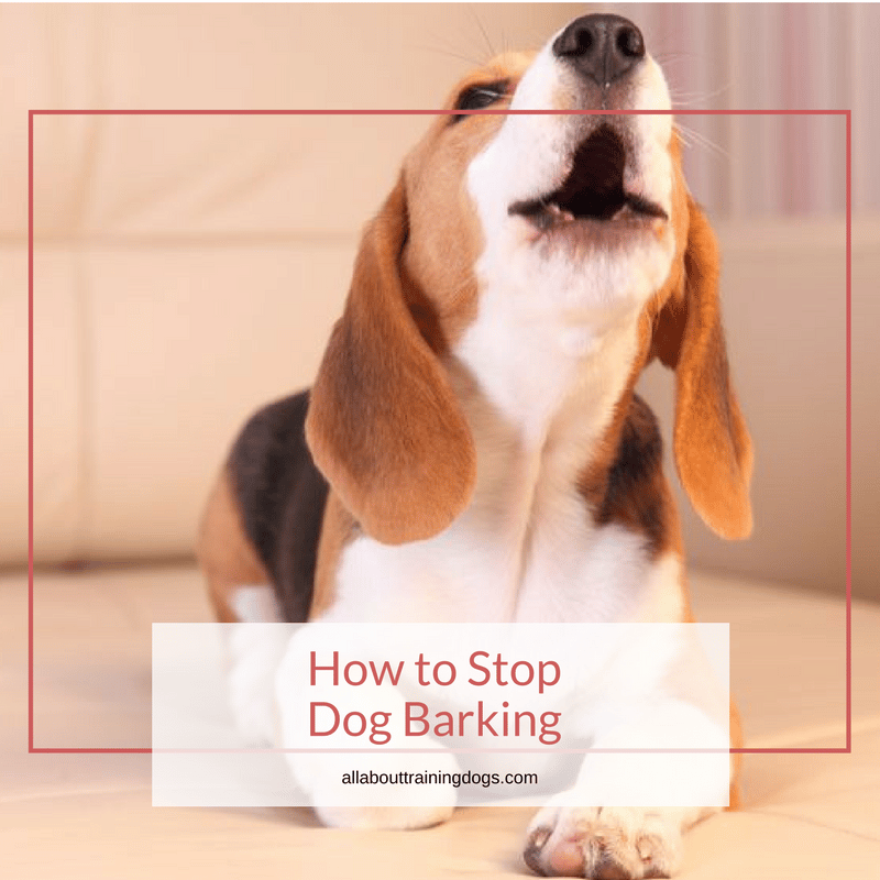 How to Stop Dog Barking