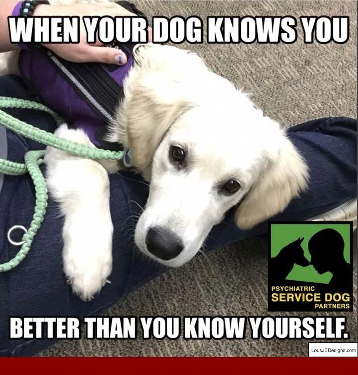 How To Train A Service Dog For Anxiety Yourself