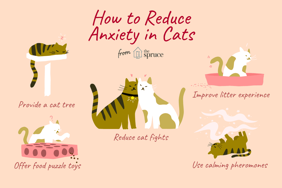 How to Train Your Cat to Be Less Anxious