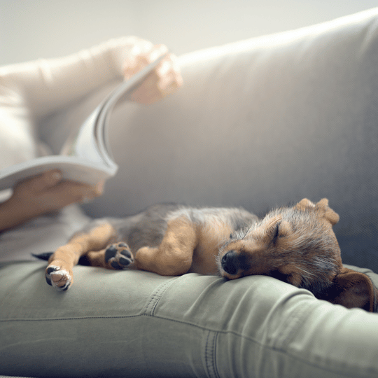 How to train your puppy out of separation anxiety