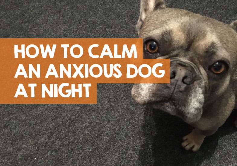 How To Treat Dog Separation Anxiety At Night
