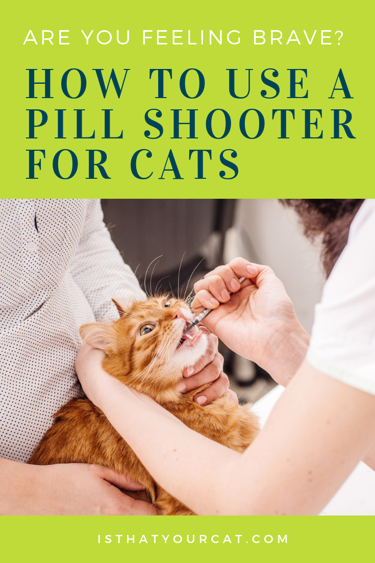 How To Use A Pill Shooter For Cats in 2020