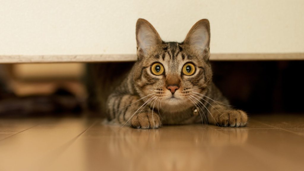 Is Your Cat Stressed? See These Signs, Symptoms, &  Cures ...