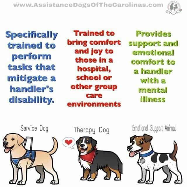 Pin by Courtny N on Dog Training