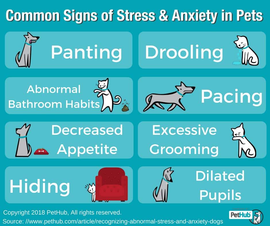 Recognizing Abnormal Stress And Anxiety In Dogs Pethub