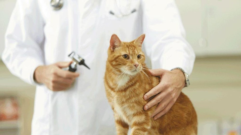 Reduce Stress for Your Cat Before and During Vet Visits