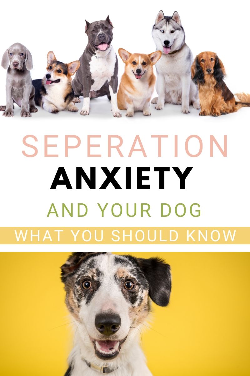 Separation Anxiety And Your Dog: What You Should Know