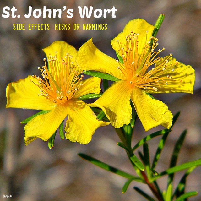 St. Johns Wort: Side Effects, Risks or Warnings